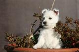 WESTIE 328